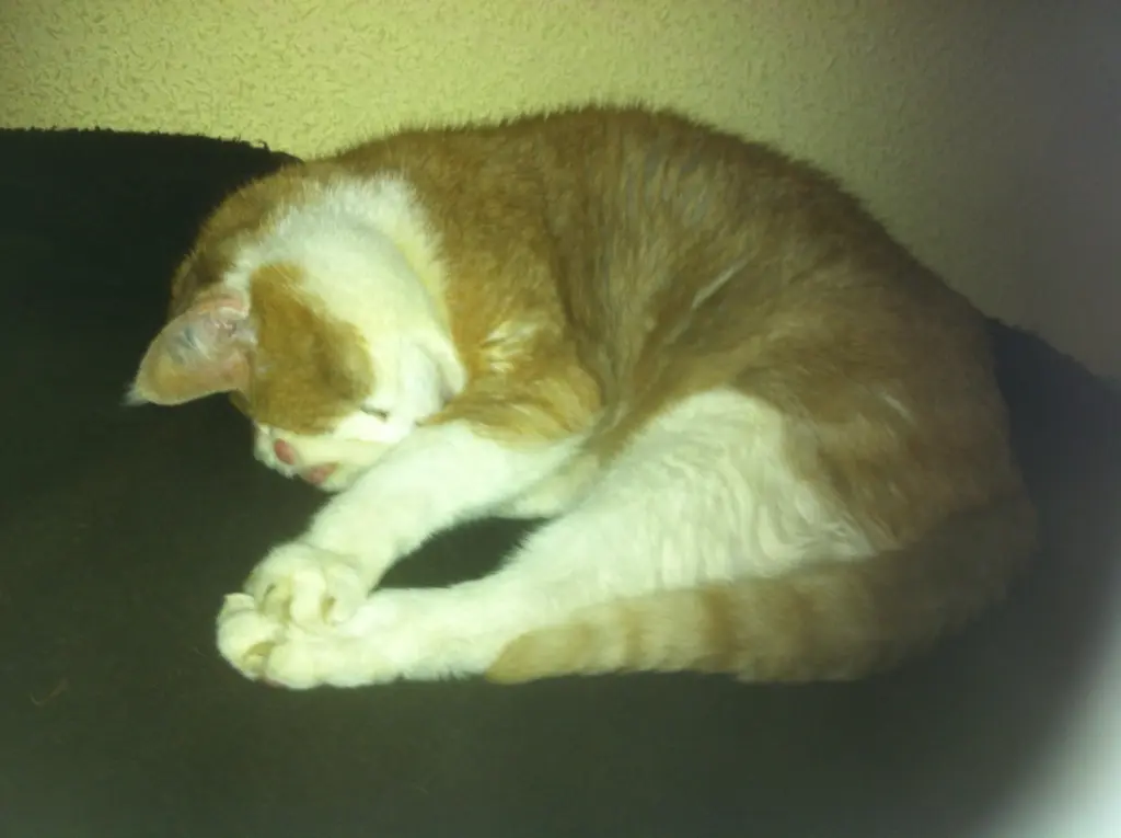 Image from Max