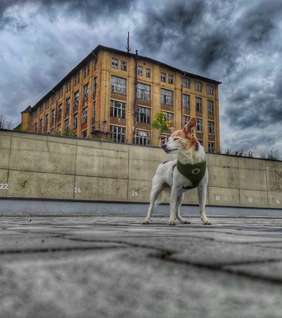 Image from Ash