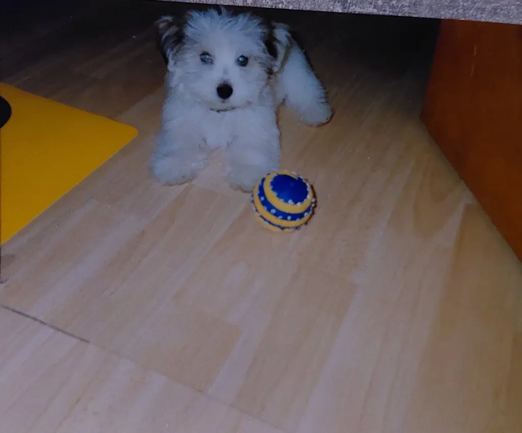 Image from Poldi