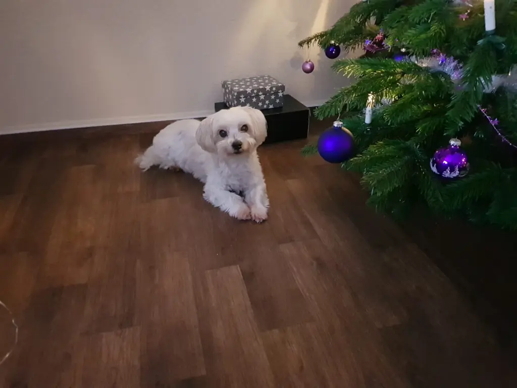 Image from Poldi