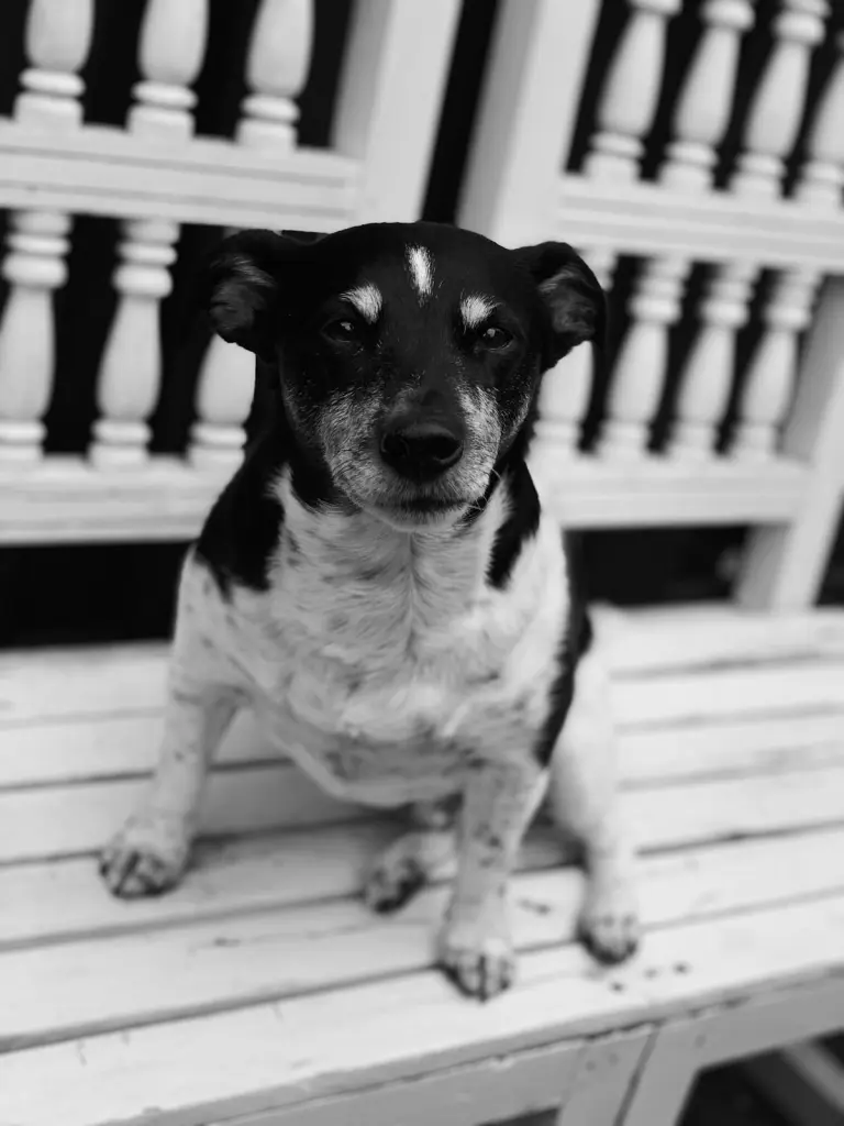 Image from Skippy