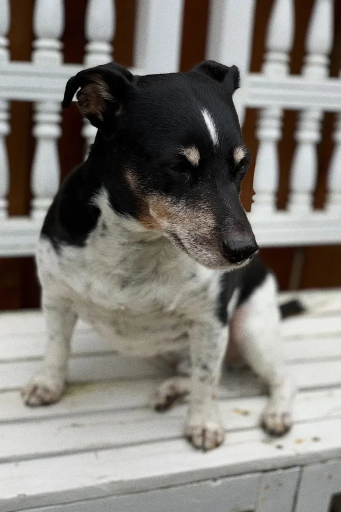 Image from Skippy