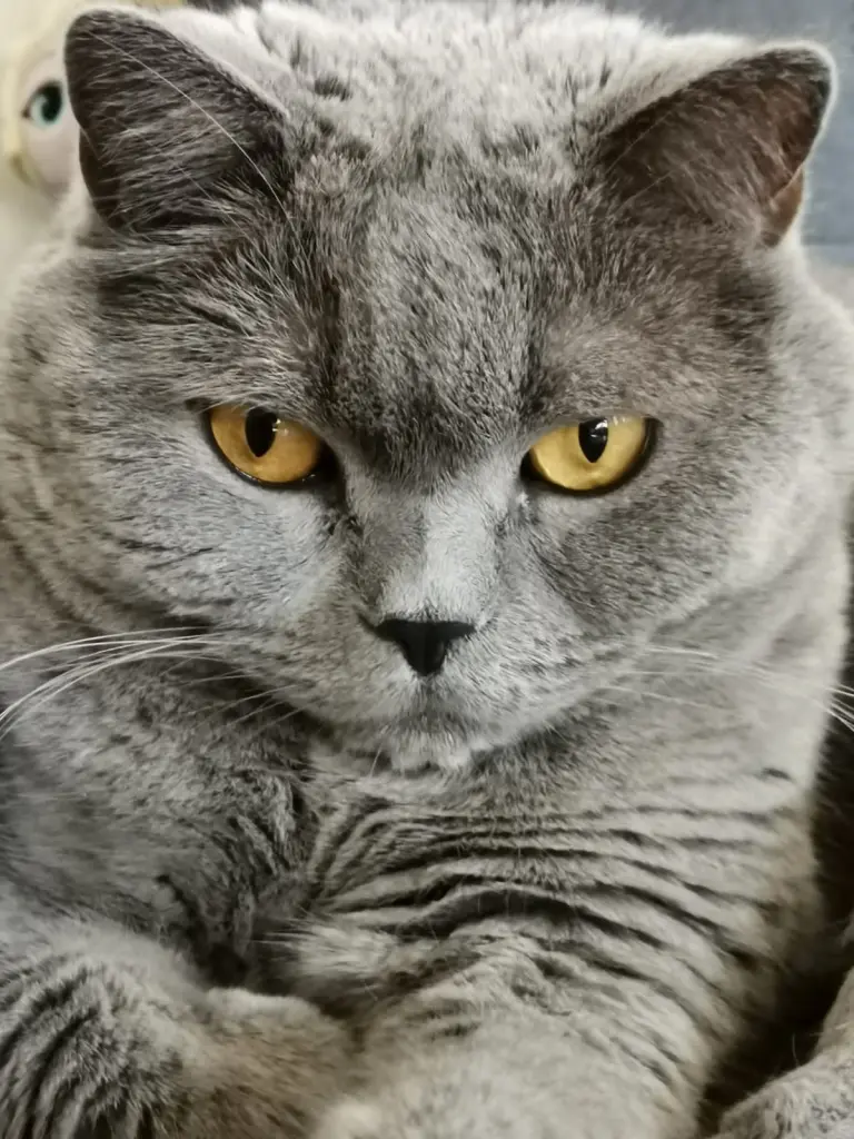 Image from Peach