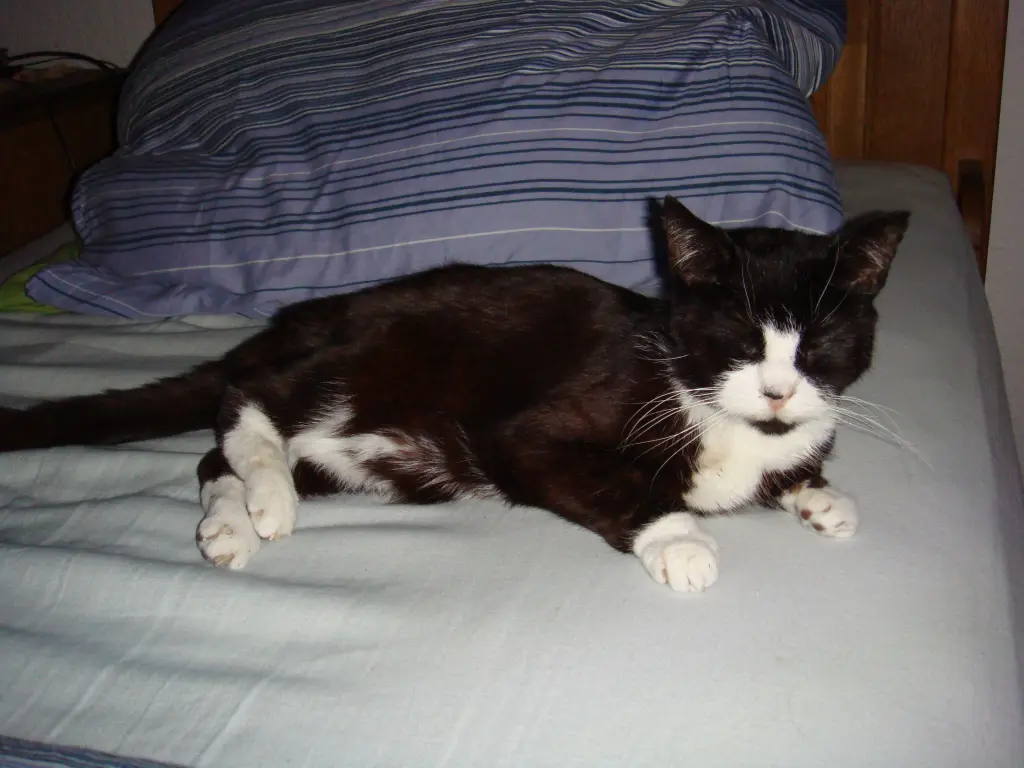 Condolence image of Klaus