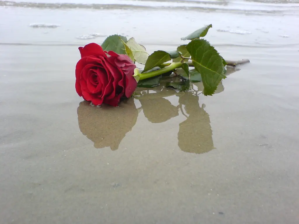 Image from Nella