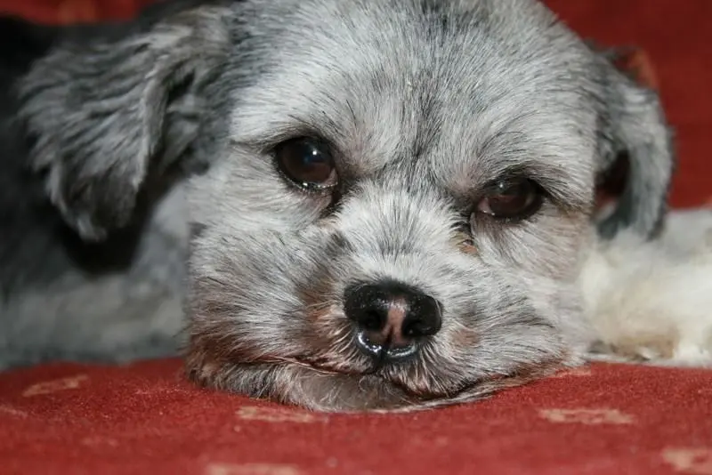 Andachtsbild von Micaela mit Pinky