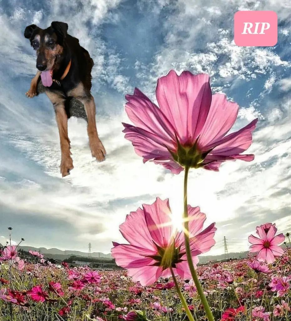 Condolence image of Claudia
