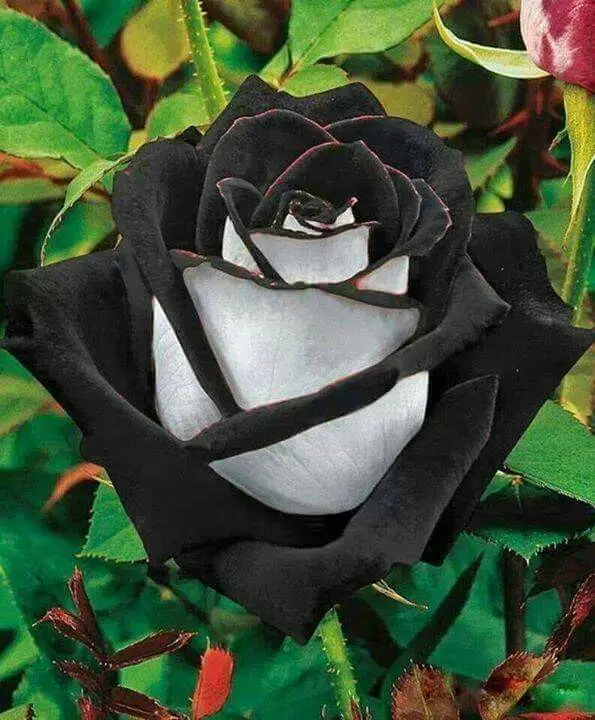 Condolence image of Kerstin RISY