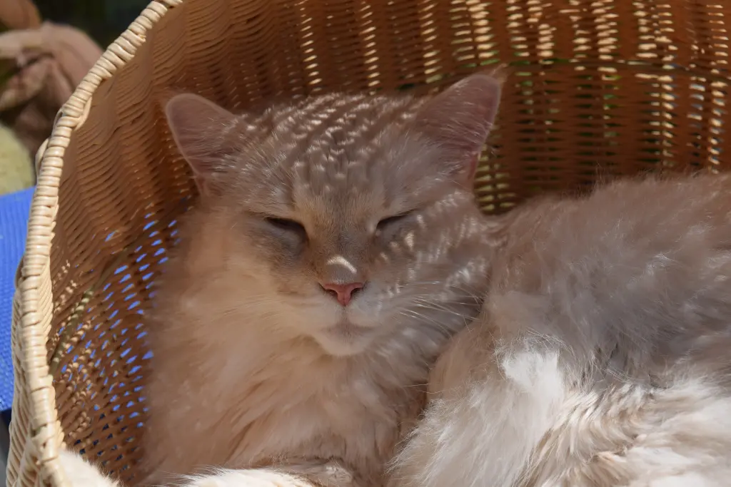 Condolence image of Bettina & Walter mit Kimba im Herzen