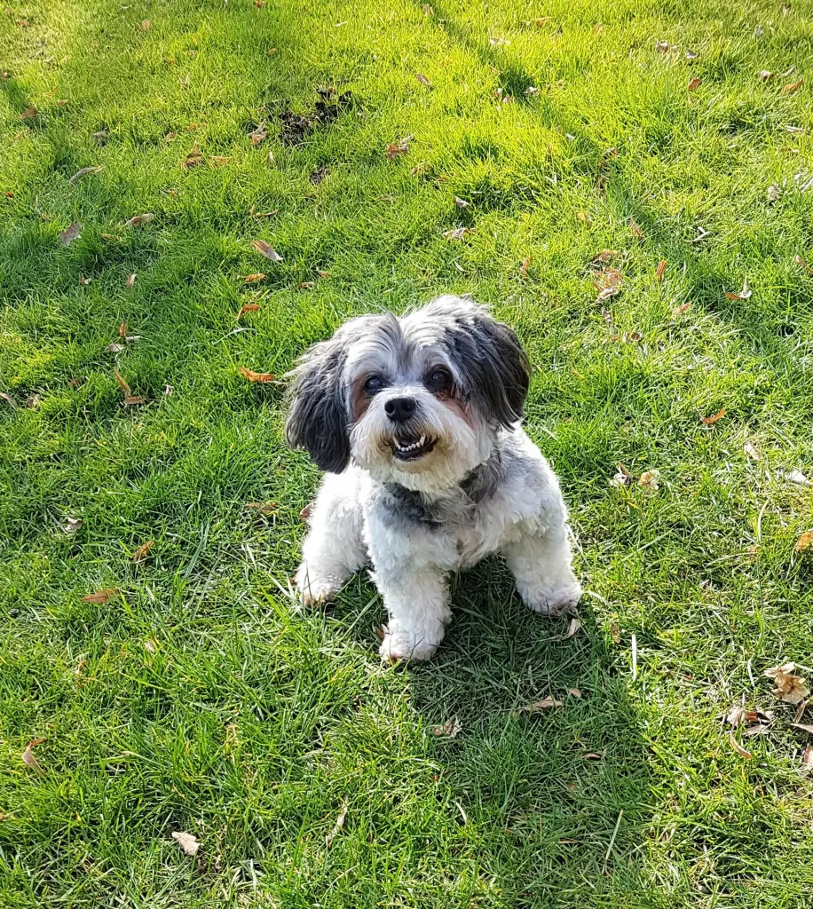 Andachtsbild von Petra u. Wilfried auf ewig mit Junior im Herzen