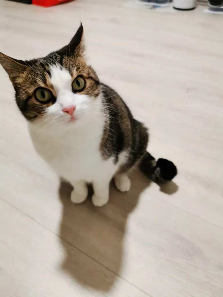 Image from Kira