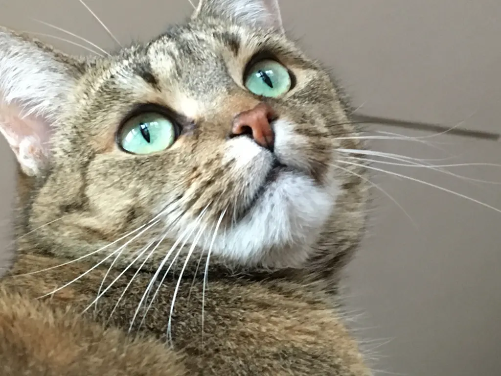 Image from Lily