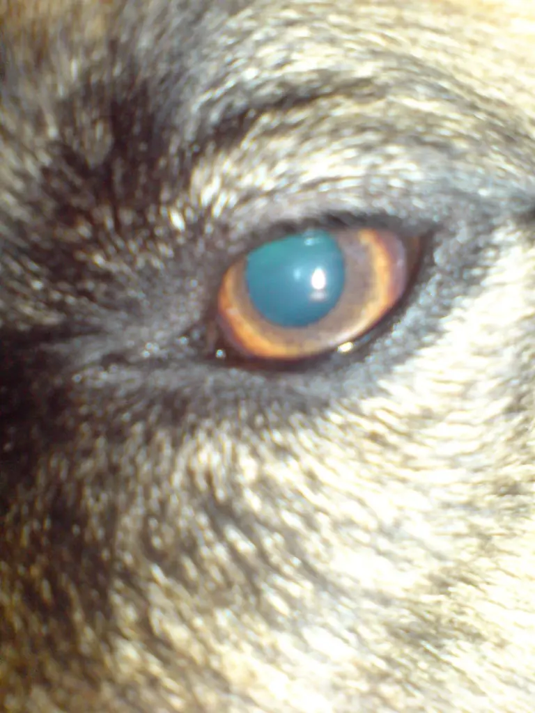 Image from Daimon