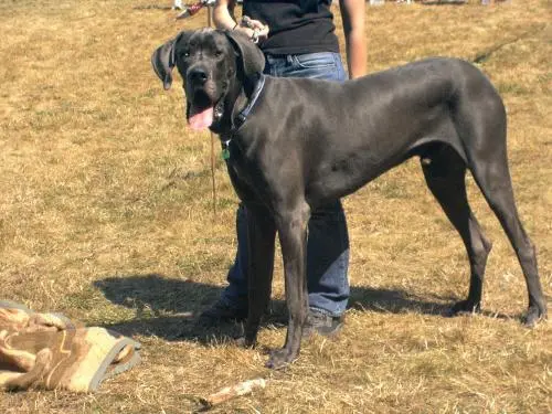 Image from Troubadour