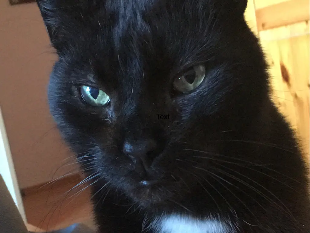 Image from Sir Toby 