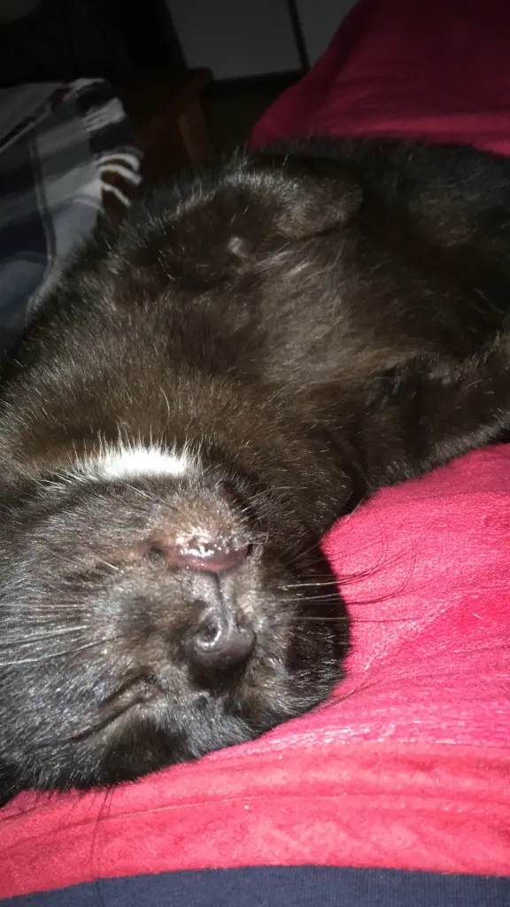 Image from Sir Toby