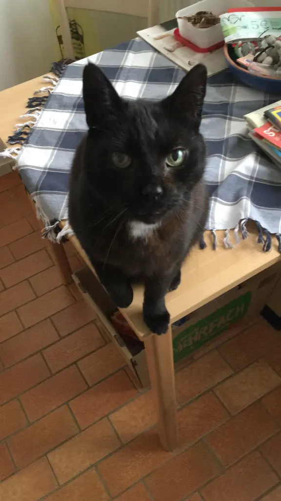 Image from Sir Toby