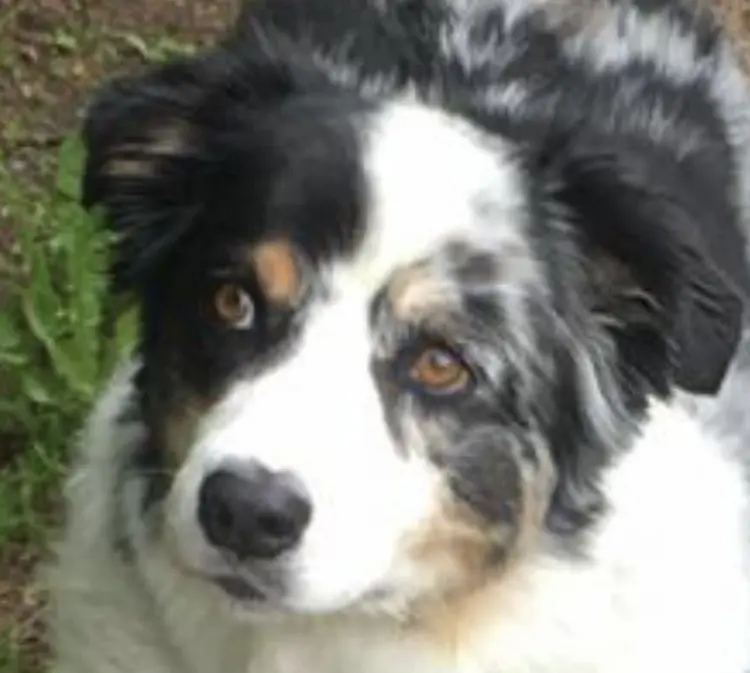 Condolence image of Heike