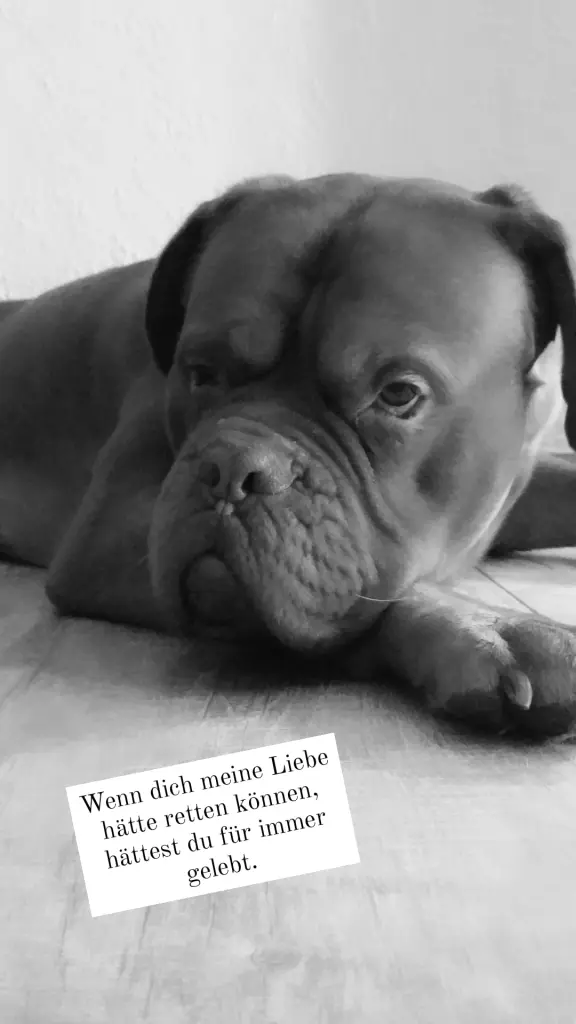 Image from Bruno
