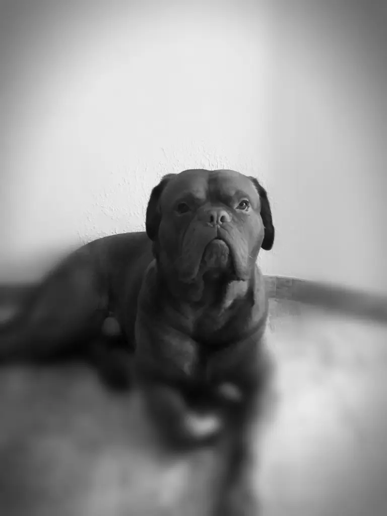 Image from Bruno