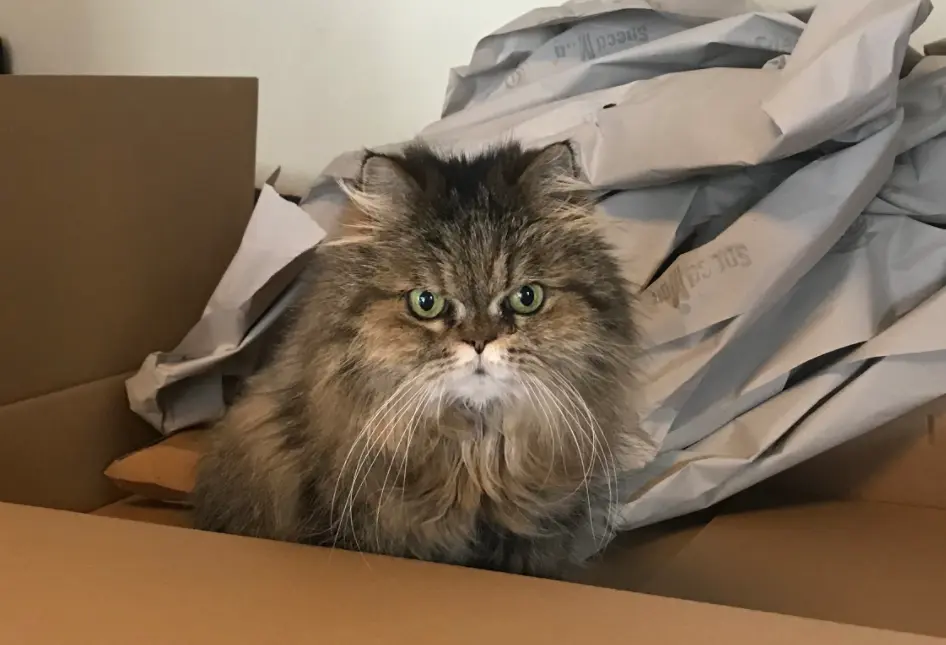Image from Pussy