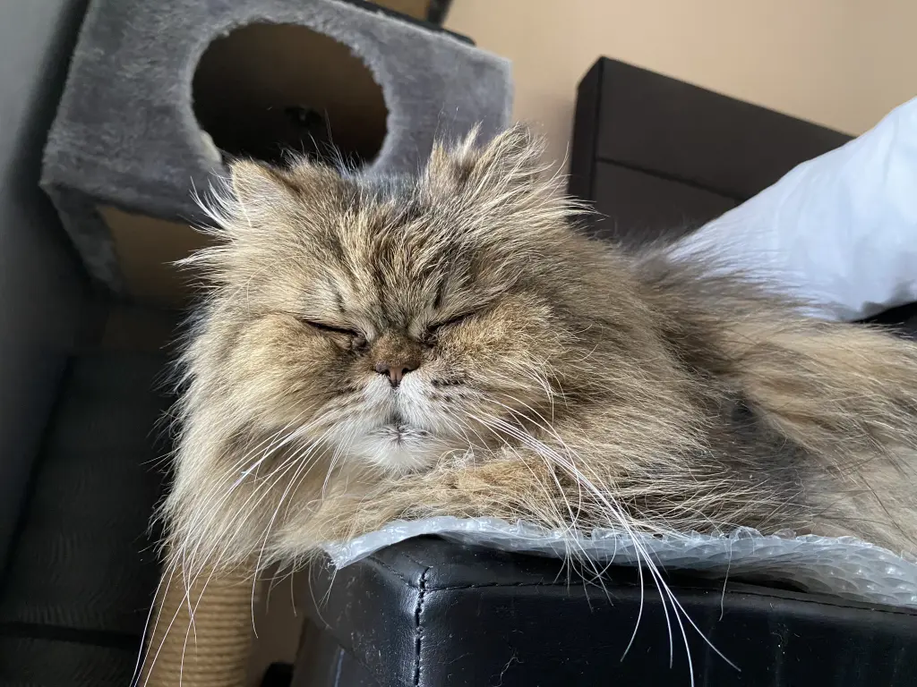 Image from Pussy