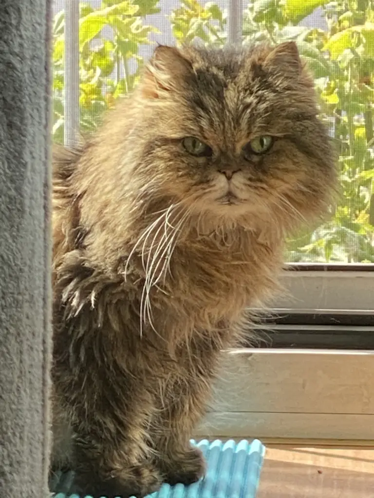 Image from Pussy