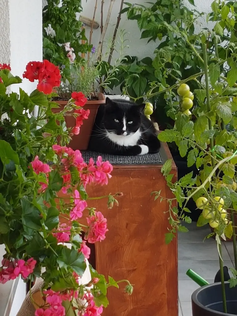Image from Mäxchen
