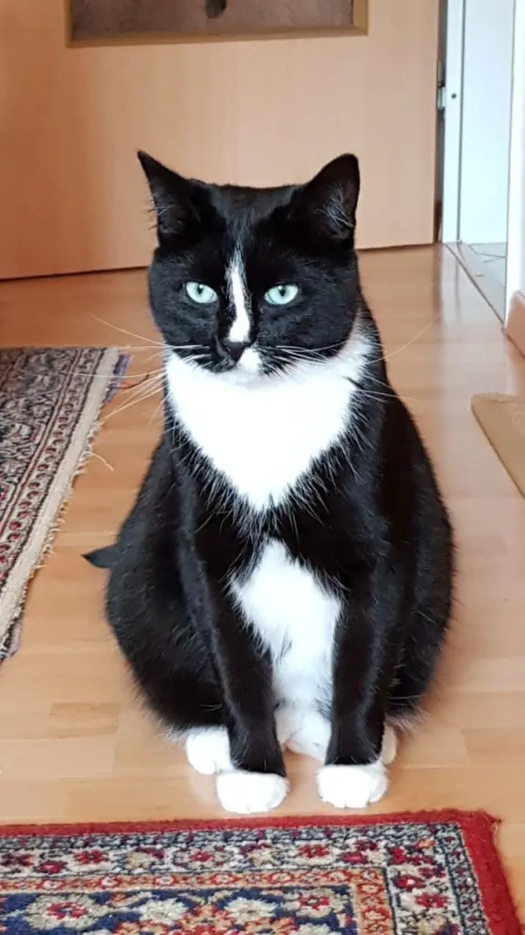 Image from Mäxchen
