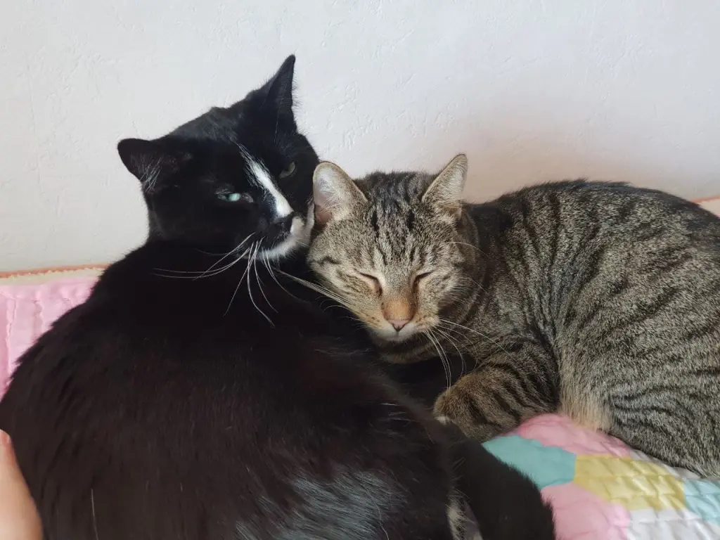 Image from Mäxchen