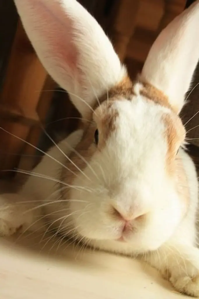 Andachtsbild von Unbekannt