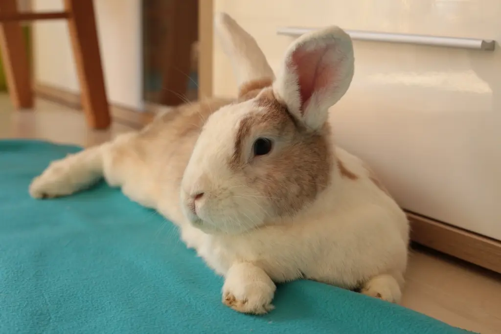 Andachtsbild von Petra