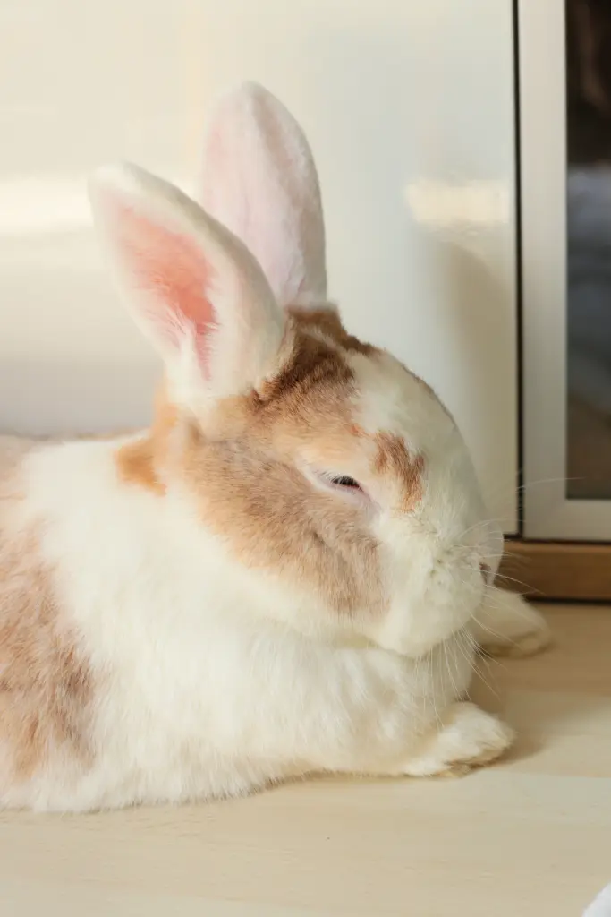 Andachtsbild von Petra