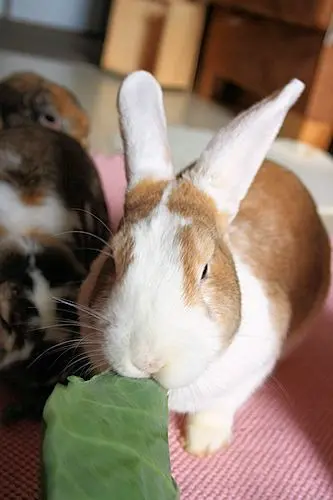 Andachtsbild von Petra Milling