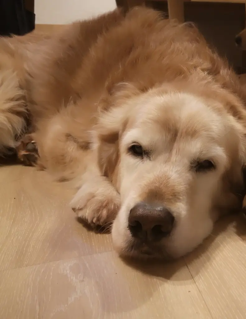 Condolence image of Silke