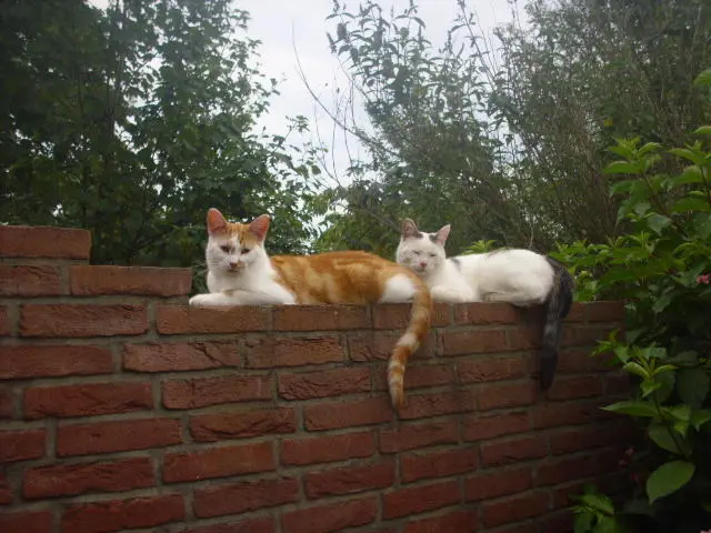 Image from Mogli