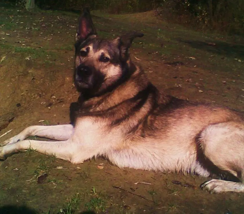 Image from Dexter