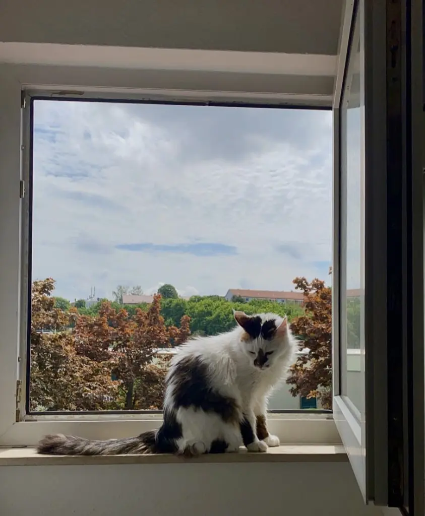 Image from Lucy