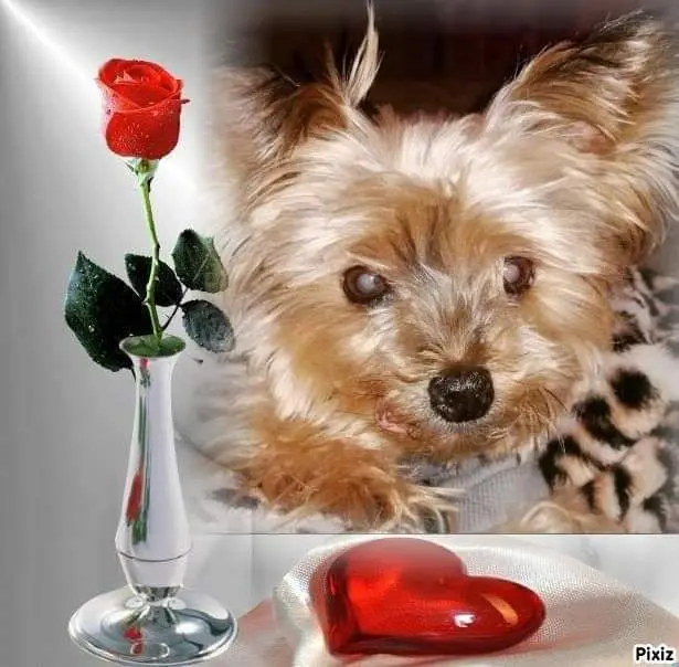 Image from Candy