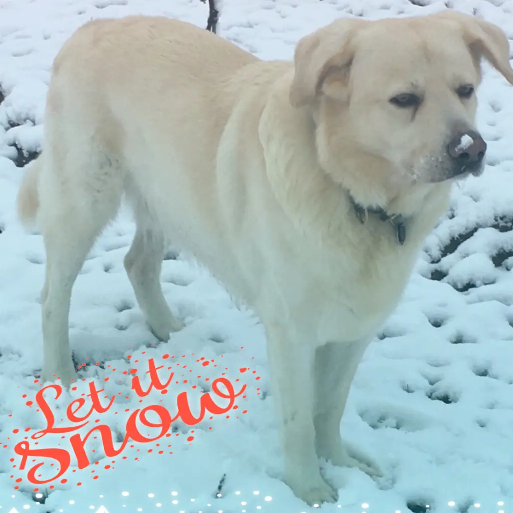 Image from Snow
