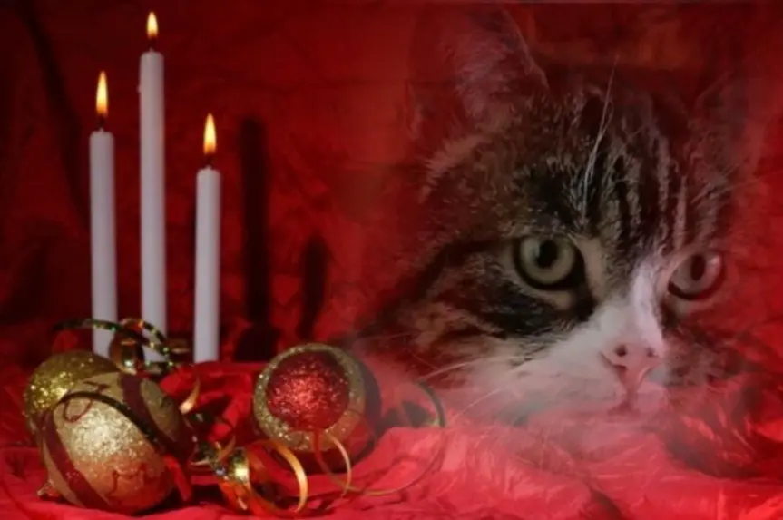 Condolence image of Andrea mit Mausi im Herzen