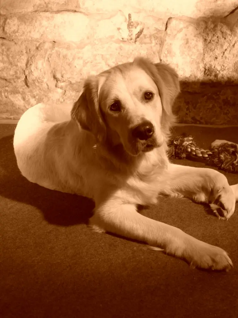 Condolence image of Angelika mit Mac im ♡