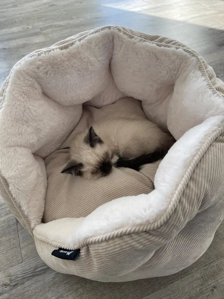 Image from Mochi