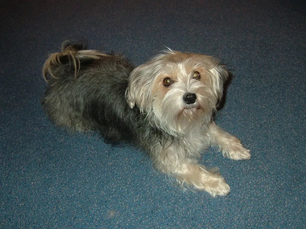 Image from Cookie