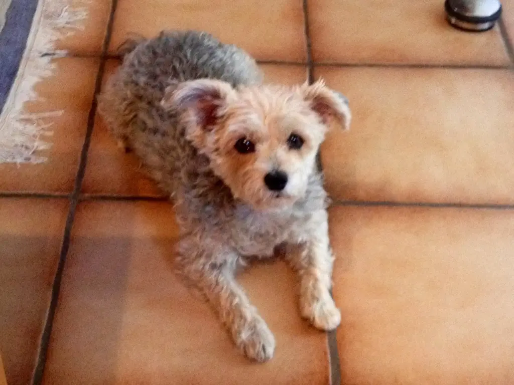 Image from Cookie
