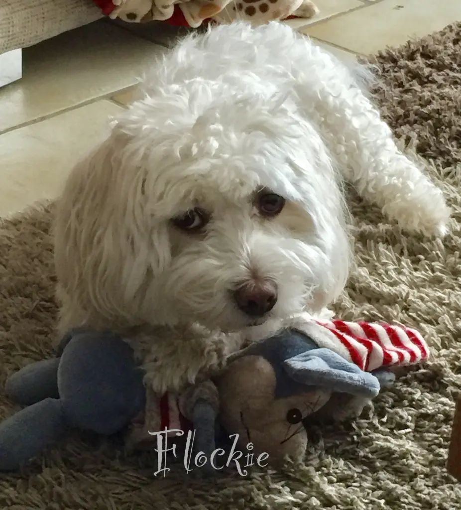 Image from Flockie