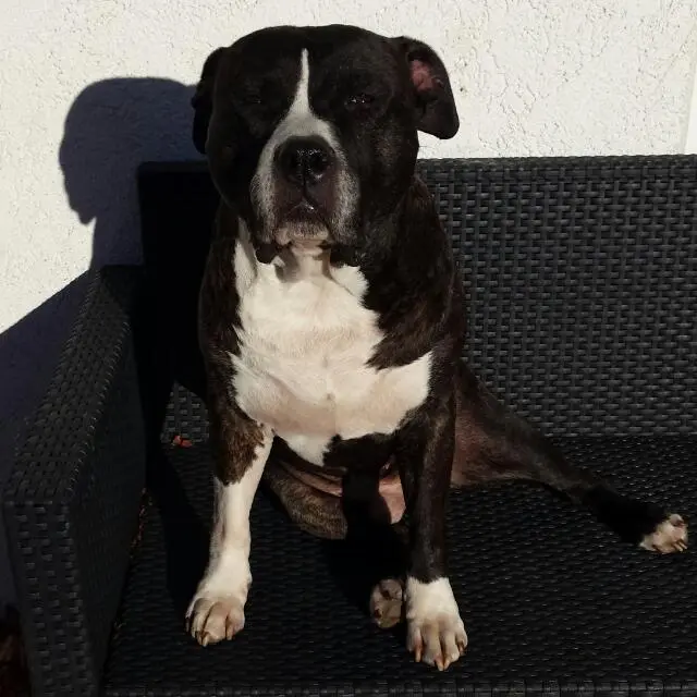 Image from Laiko