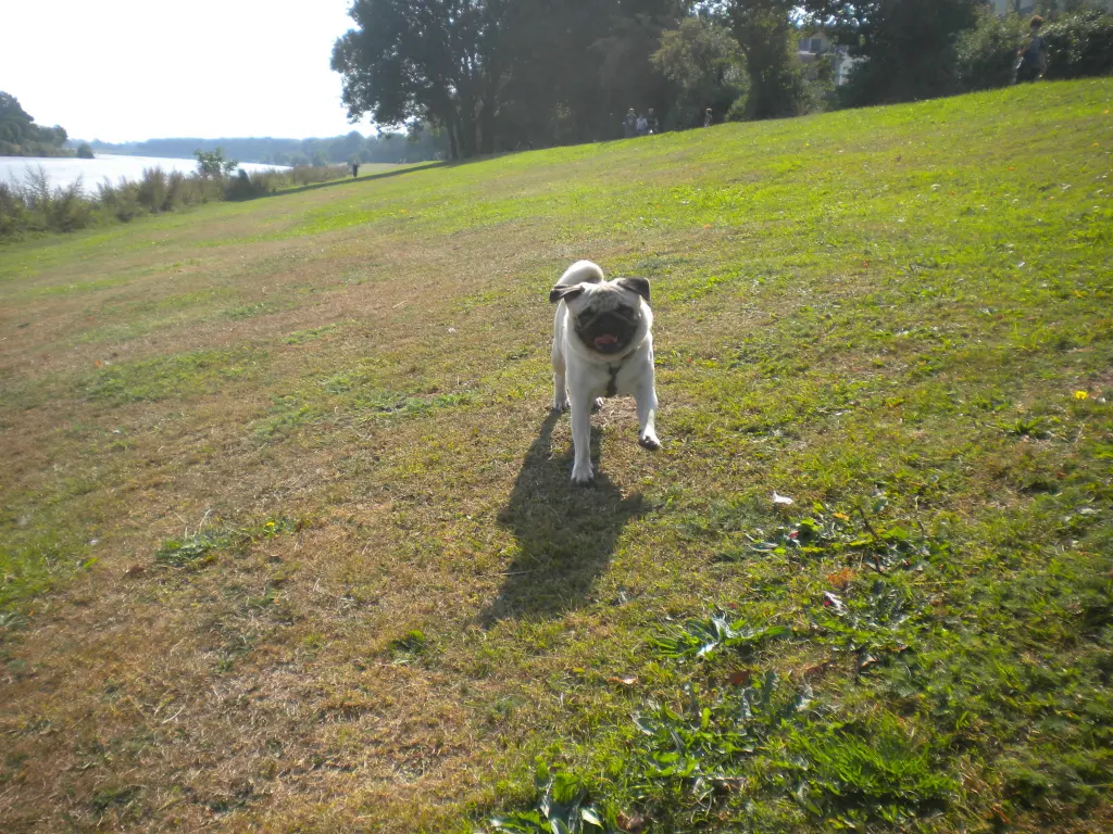 Image from Luke