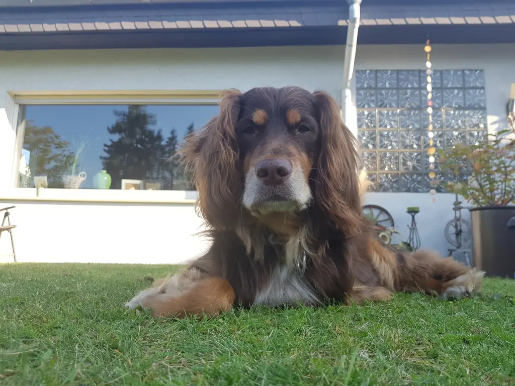 Image from Balou