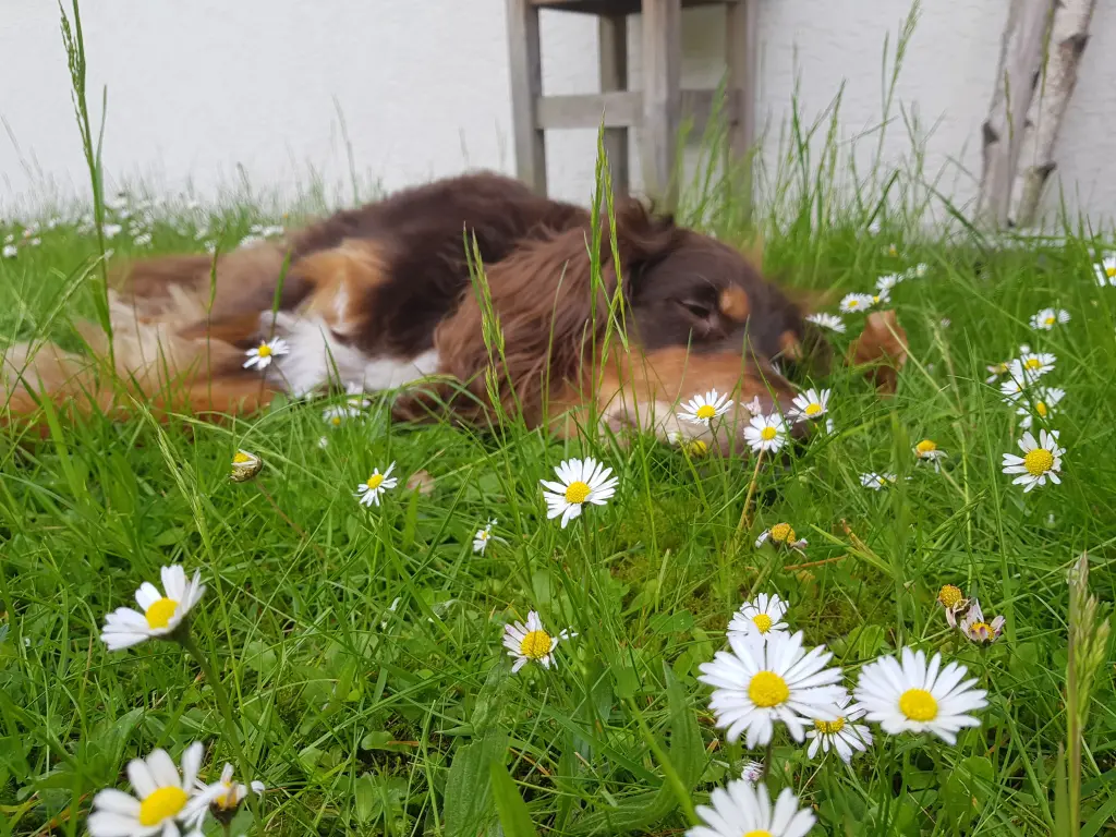 Image from Balou